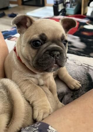 Ready now kc french bulldogs puppies for sale in Croydon, Croydon, Greater London - Image 3