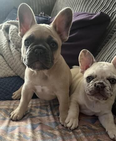 Ready now kc french bulldogs puppies for sale in Croydon, Croydon, Greater London - Image 4