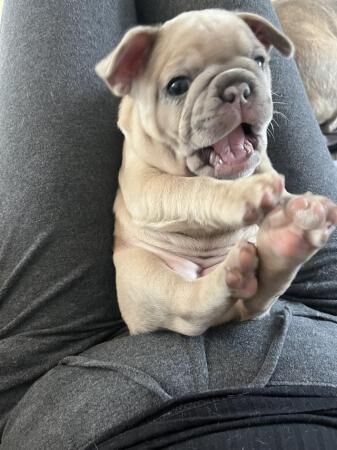 Ready now kc french bulldogs puppies for sale in Croydon, Croydon, Greater London - Image 5