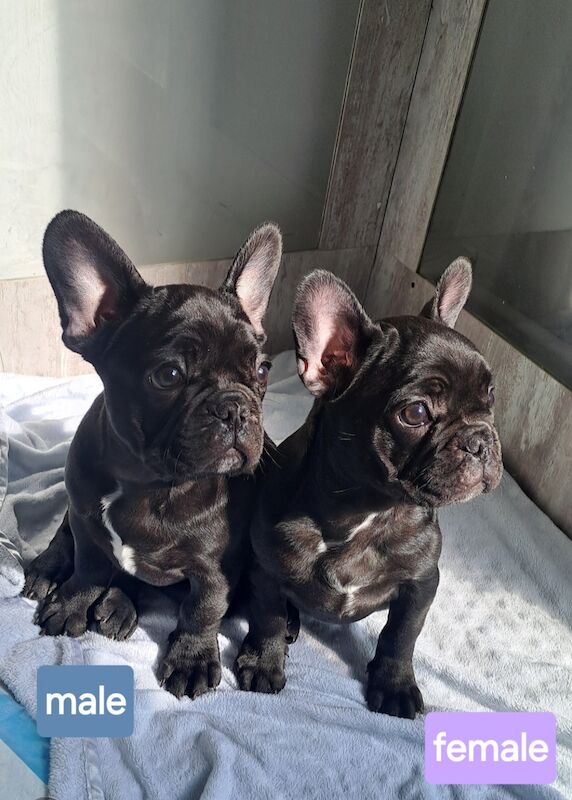 Ready now! Kc registered quality french bulldog puppies for sale. 1 black female for sale in Wolverhampton, West Midlands - Image 1