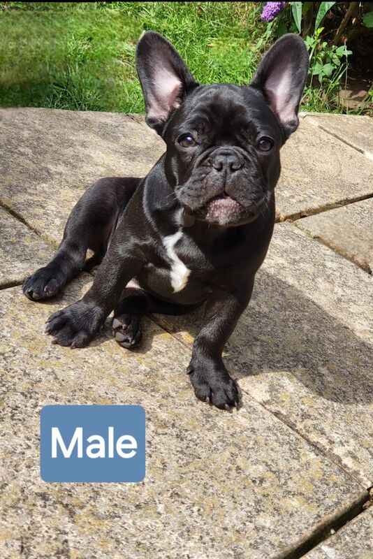 Ready now! Kc registered quality french bulldog puppies for sale. 1 black female for sale in Wolverhampton, West Midlands - Image 2