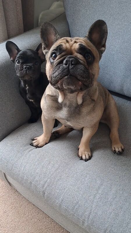 Ready now! Kc registered quality french bulldog puppies for sale. 1 black female for sale in Wolverhampton, West Midlands - Image 3