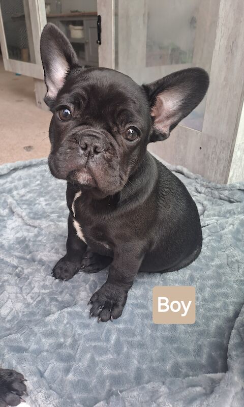 Ready now! Kc registered quality french bulldog puppies for sale. 1 black female for sale in Wolverhampton, West Midlands - Image 4