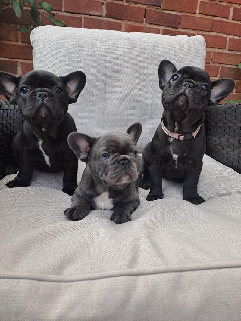 Ready now! Kc registered quality french bulldog puppies for sale. 1 black female for sale in Wolverhampton, West Midlands - Image 5