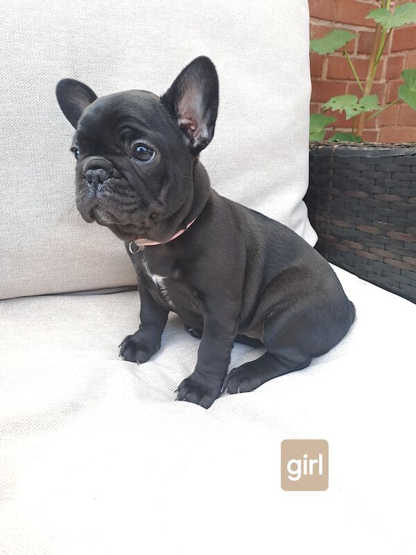 Ready now! Kc registered quality french bulldog puppies for sale. 1 black female for sale in Wolverhampton, West Midlands - Image 6