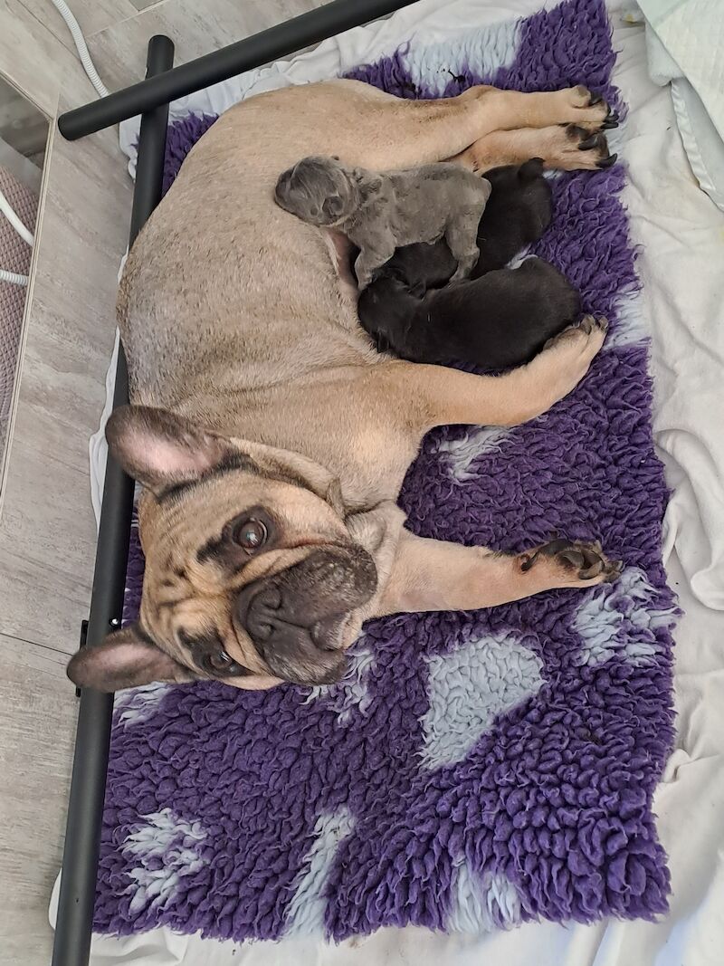 Ready now! Kc registered quality french bulldog puppies for sale. 1 black female for sale in Wolverhampton, West Midlands - Image 7