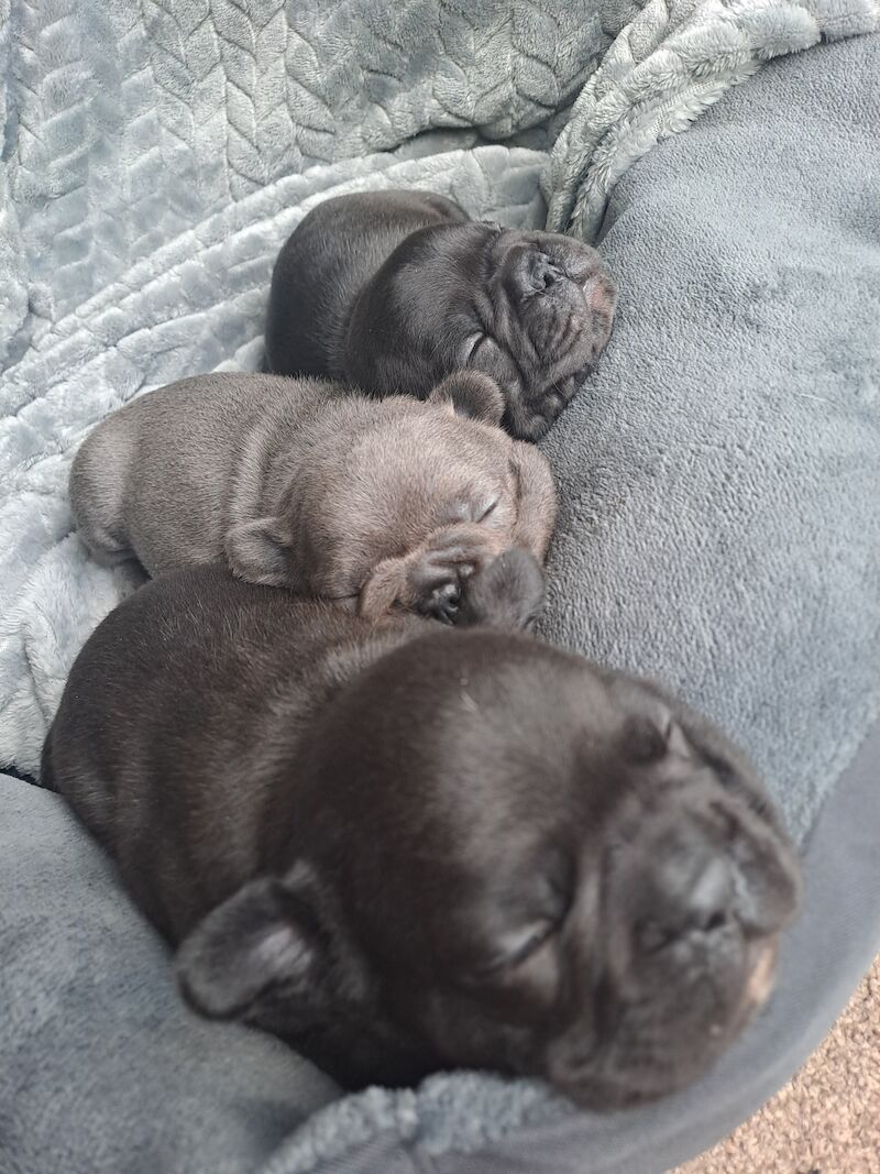 Ready now! Kc registered quality french bulldog puppies for sale. 1 black female for sale in Wolverhampton, West Midlands - Image 8