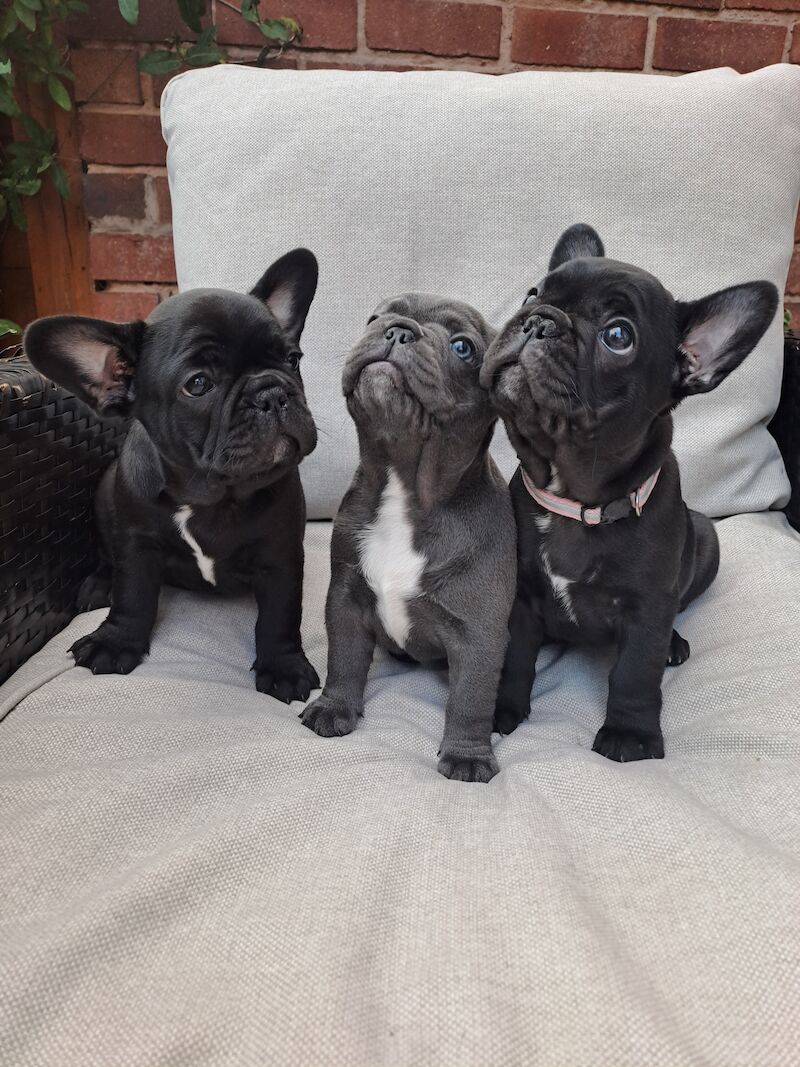 Ready now! Kc registered quality french bulldog puppies for sale. 1 black female for sale in Wolverhampton, West Midlands - Image 9