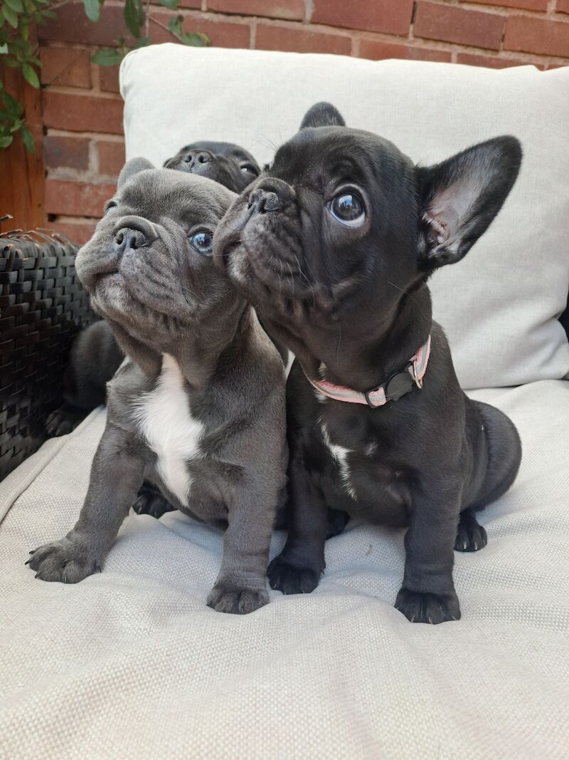 Ready now! Kc registered quality french bulldog puppies for sale. 1 black female for sale in Wolverhampton, West Midlands - Image 10