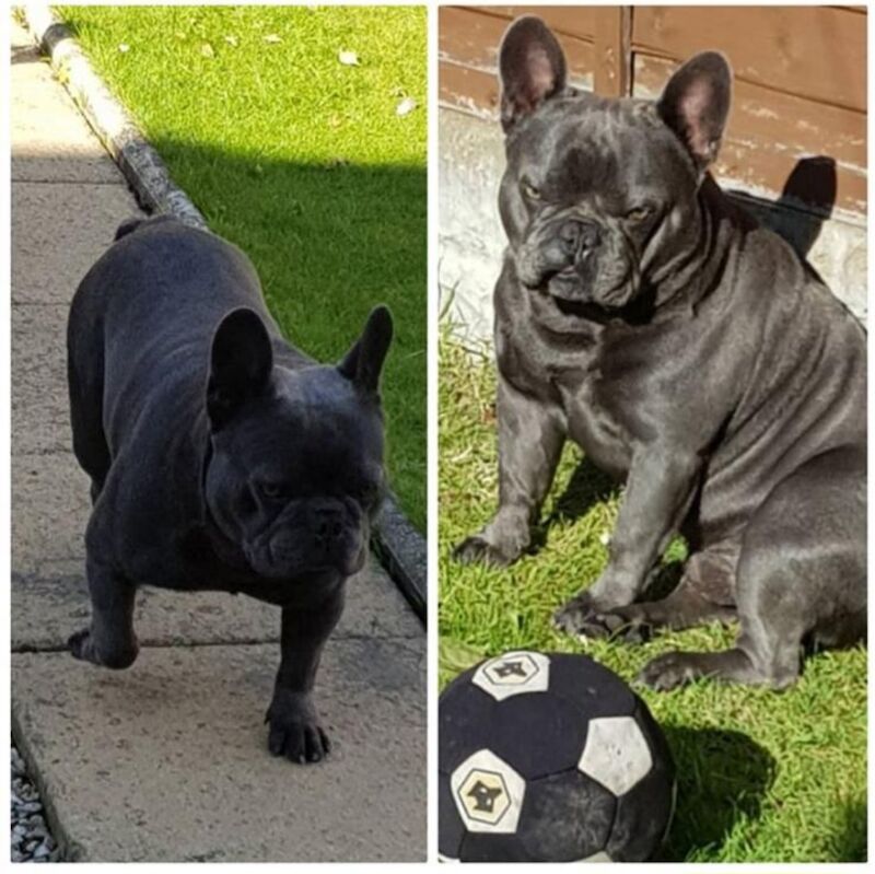 Ready now! Kc registered quality french bulldog puppies for sale. 1 black female for sale in Wolverhampton, West Midlands - Image 11