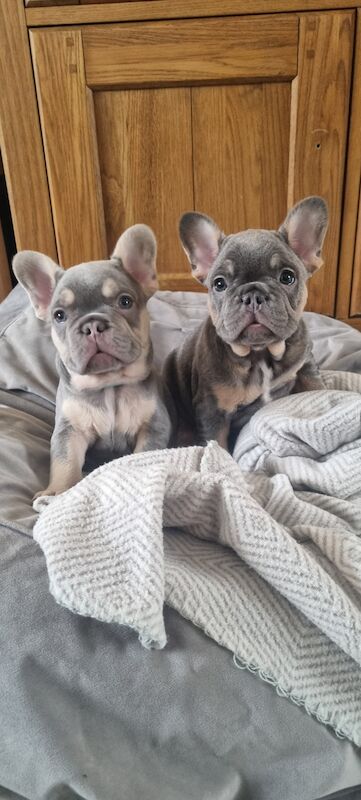 READY NOW lilqc & tan french bulldog puppy for sale in Upper Gornal, West Midlands