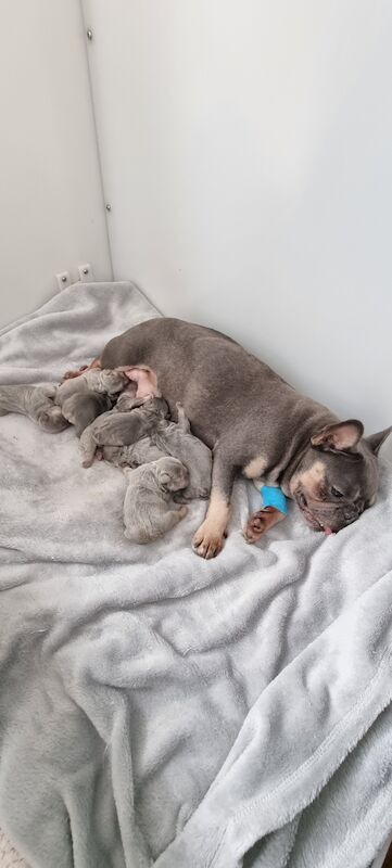 READY NOW lilqc & tan french bulldog puppy for sale in Upper Gornal, West Midlands - Image 2