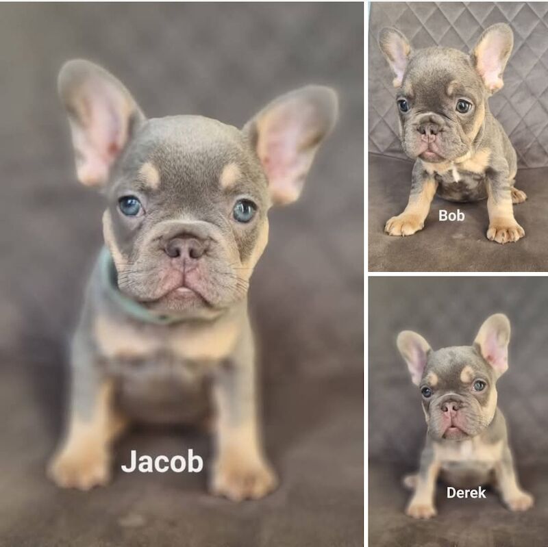 READY NOW lilqc & tan french bulldog puppy for sale in Upper Gornal, West Midlands - Image 3