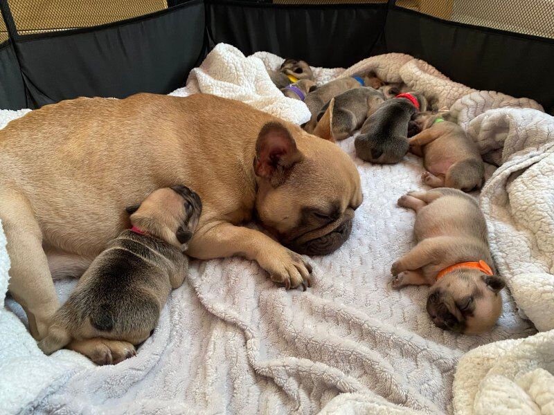 Purebred beautiful litter of french bulldog puppies for sale in Birmingham, West Midlands - Image 2