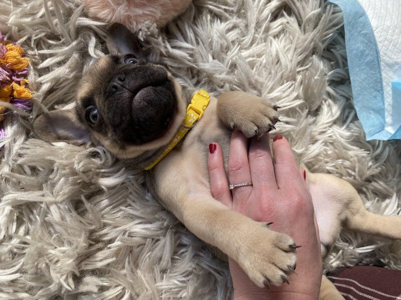 Purebred beautiful litter of french bulldog puppies for sale in Birmingham, West Midlands - Image 3