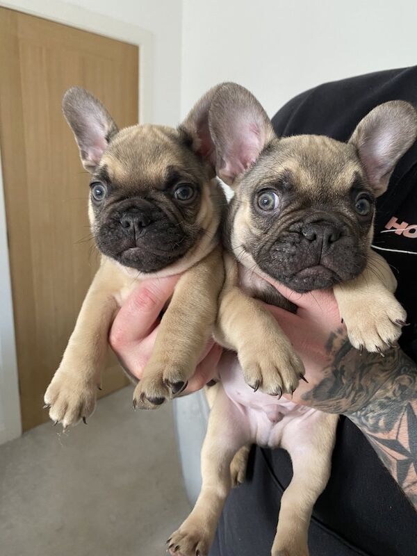 Purebred beautiful litter of french bulldog puppies for sale in Birmingham, West Midlands - Image 4