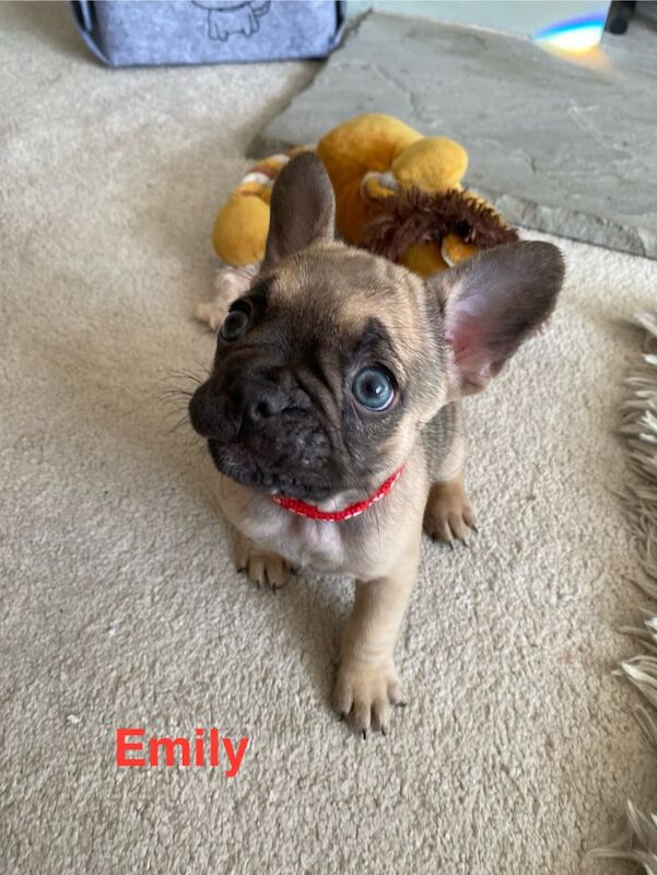 Purebred beautiful litter of french bulldog puppies for sale in Birmingham, West Midlands - Image 7