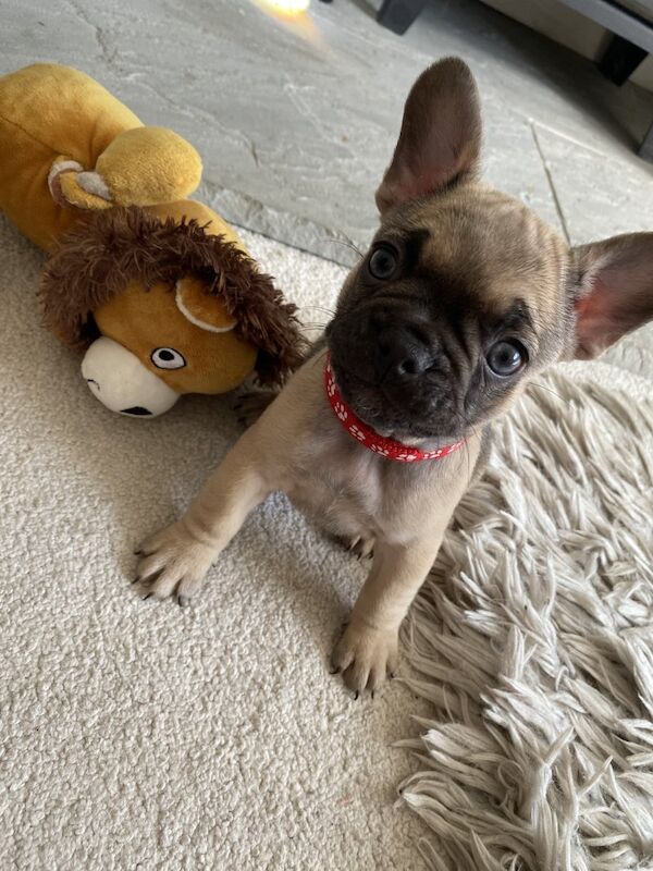 Purebred beautiful litter of french bulldog puppies for sale in Birmingham, West Midlands - Image 8