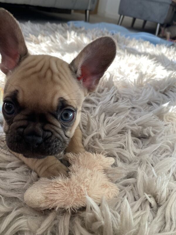 Purebred beautiful litter of french bulldog puppies for sale in Birmingham, West Midlands - Image 10