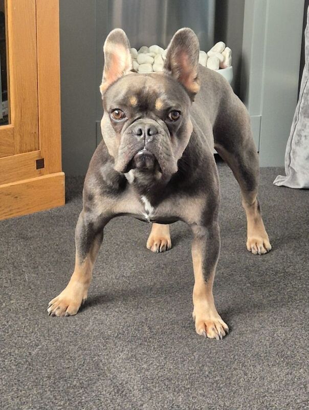 Rocky (French bulldog) for sale in Birmingham, West Midlands - Image 3