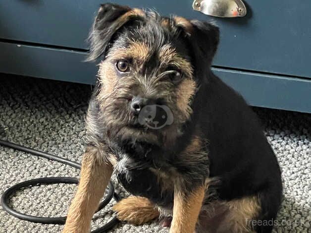 Scrap the border terrier for sale in Mansfield, East Ayrshire - Image 1