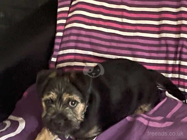 Scrap the border terrier for sale in Mansfield, East Ayrshire - Image 2