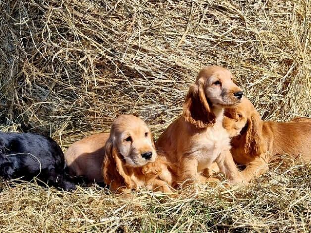 Show Cocker spaniel Puppies ready to leave for sale in Coalville, Leicestershire - Image 1