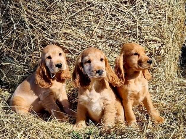 Show Cocker spaniel Puppies ready to leave for sale in Coalville, Leicestershire - Image 2