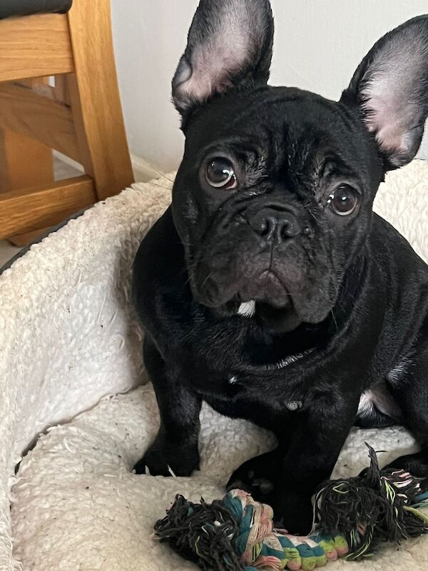 Stocky And Friendly Male Frenchie For Sale in Taunton, Somerset