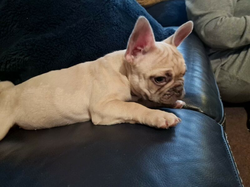Kennel Club Registered Frenchie Dogs And Puppies For Sale