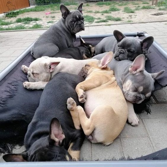 Stunning **24/7** Indoors.French Bulldog Puppies for sale in London Minstead, Hampshire