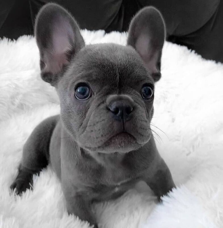 Stunning **24/7** Indoors.French Bulldog Puppies for sale in London Minstead, Hampshire - Image 2