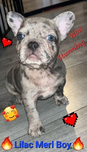 Kennel Club Registered Frenchie Puppies For Sale