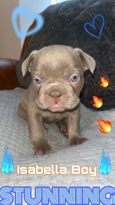 STUNNING French bulldog isabella puppys for sale in Northamptonshire - Image 3