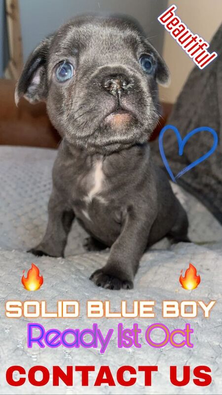 STUNNING French bulldog isabella puppys for sale in Northamptonshire - Image 4