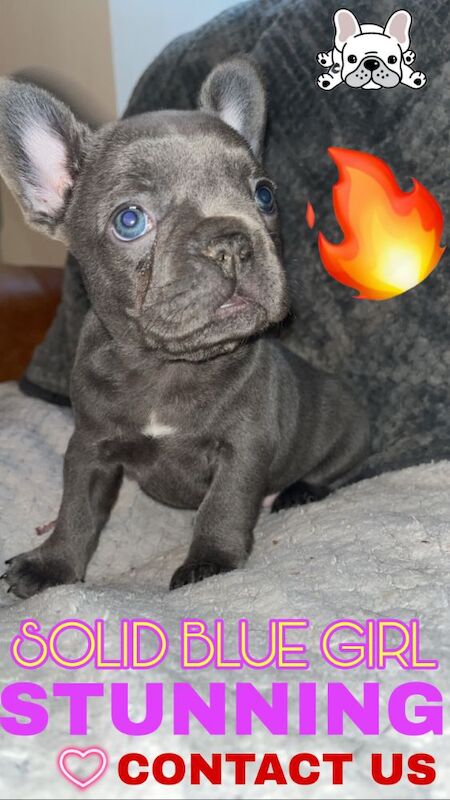 STUNNING French bulldog isabella puppys for sale in Northamptonshire - Image 5