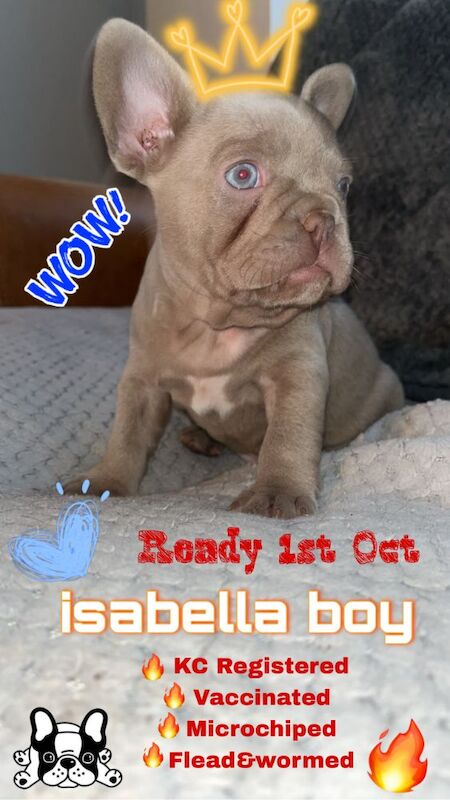 STUNNING French bulldog isabella puppys for sale in Northamptonshire - Image 6