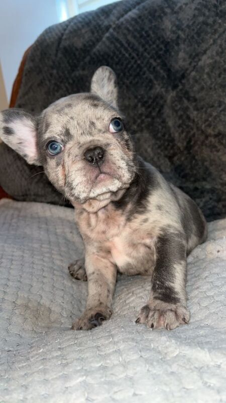 STUNNING French bulldog isabella puppys for sale in Northamptonshire - Image 9