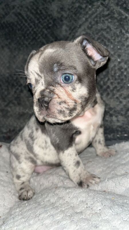 STUNNING French bulldog isabella puppys for sale in Northamptonshire - Image 10