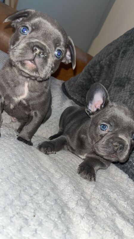 STUNNING French bulldog isabella puppys for sale in Northamptonshire - Image 11