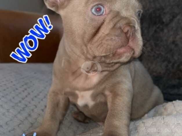 STUNNING French bulldog isabella puppys for sale in Northampton, Northamptonshire