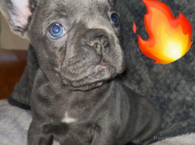 STUNNING French bulldog isabella puppys for sale in Northampton, Northamptonshire - Image 2