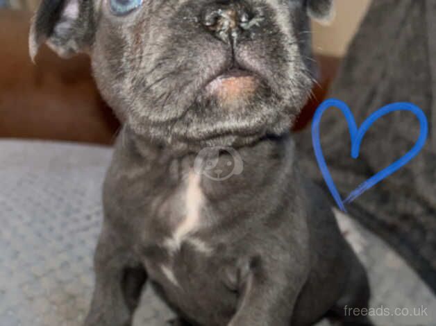 STUNNING French bulldog isabella puppys for sale in Northampton, Northamptonshire - Image 3