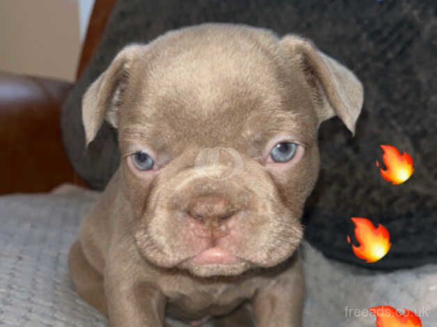 STUNNING French bulldog isabella puppys for sale in Northampton, Northamptonshire - Image 4