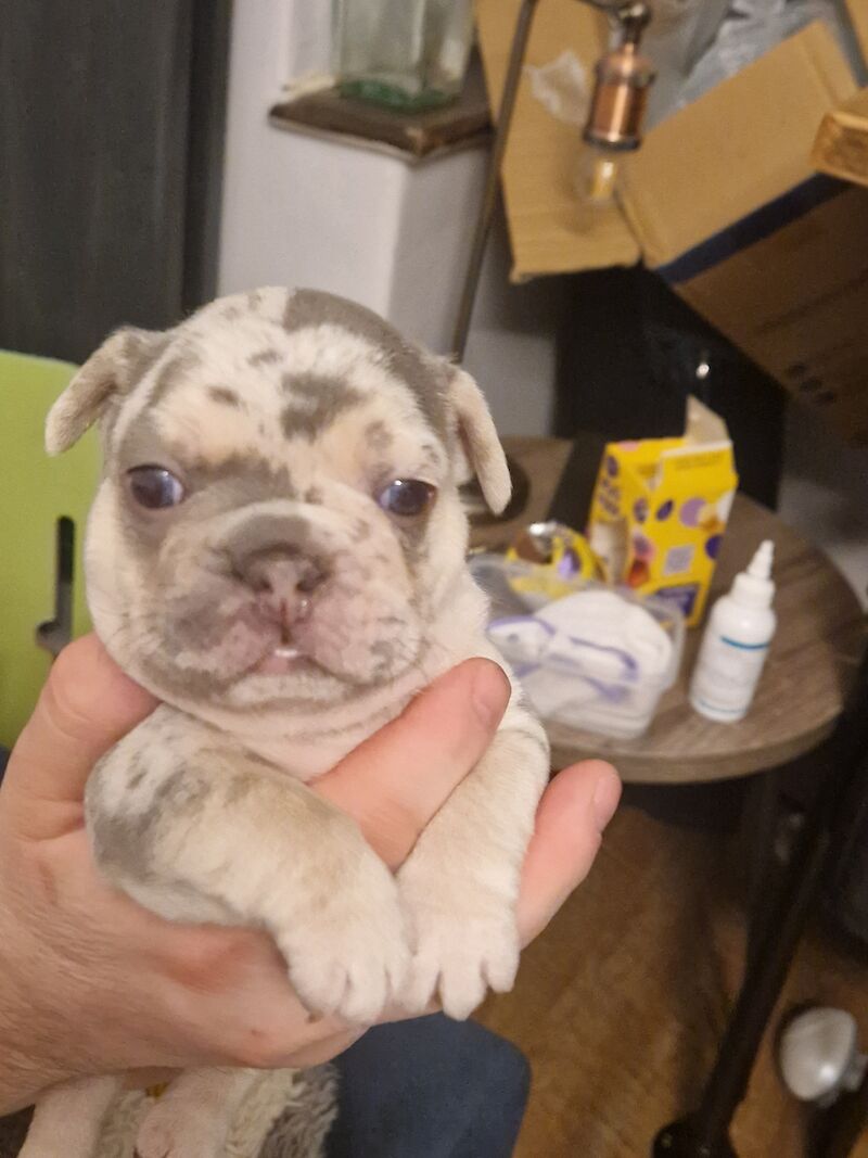 Female bulldog sale for sale