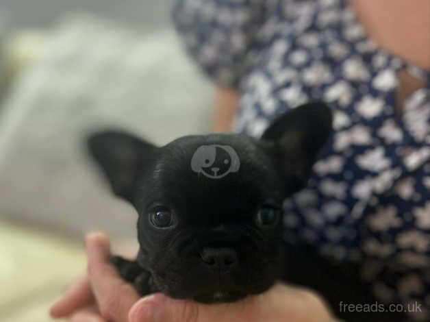 stunning french bulldog puppies for sale in Manningtree, Essex