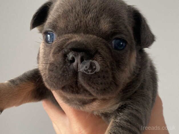 stunning french bulldog puppies for sale in Manningtree, Essex - Image 2