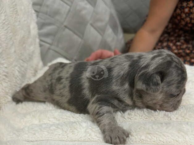 stunning french bulldog puppies for sale in Manningtree, Essex - Image 4