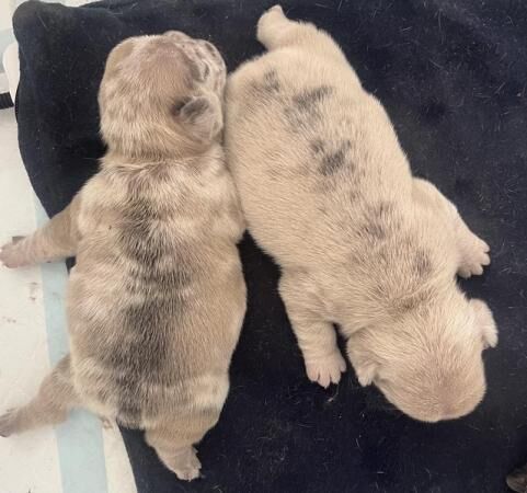 Stunning French Bulldog Pups for sale in Newbury, Berkshire