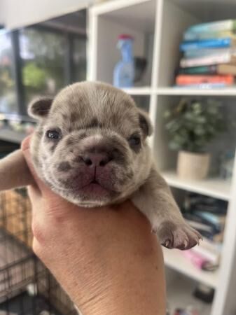 Stunning French Bulldog Pups for sale in Newbury, Berkshire - Image 2